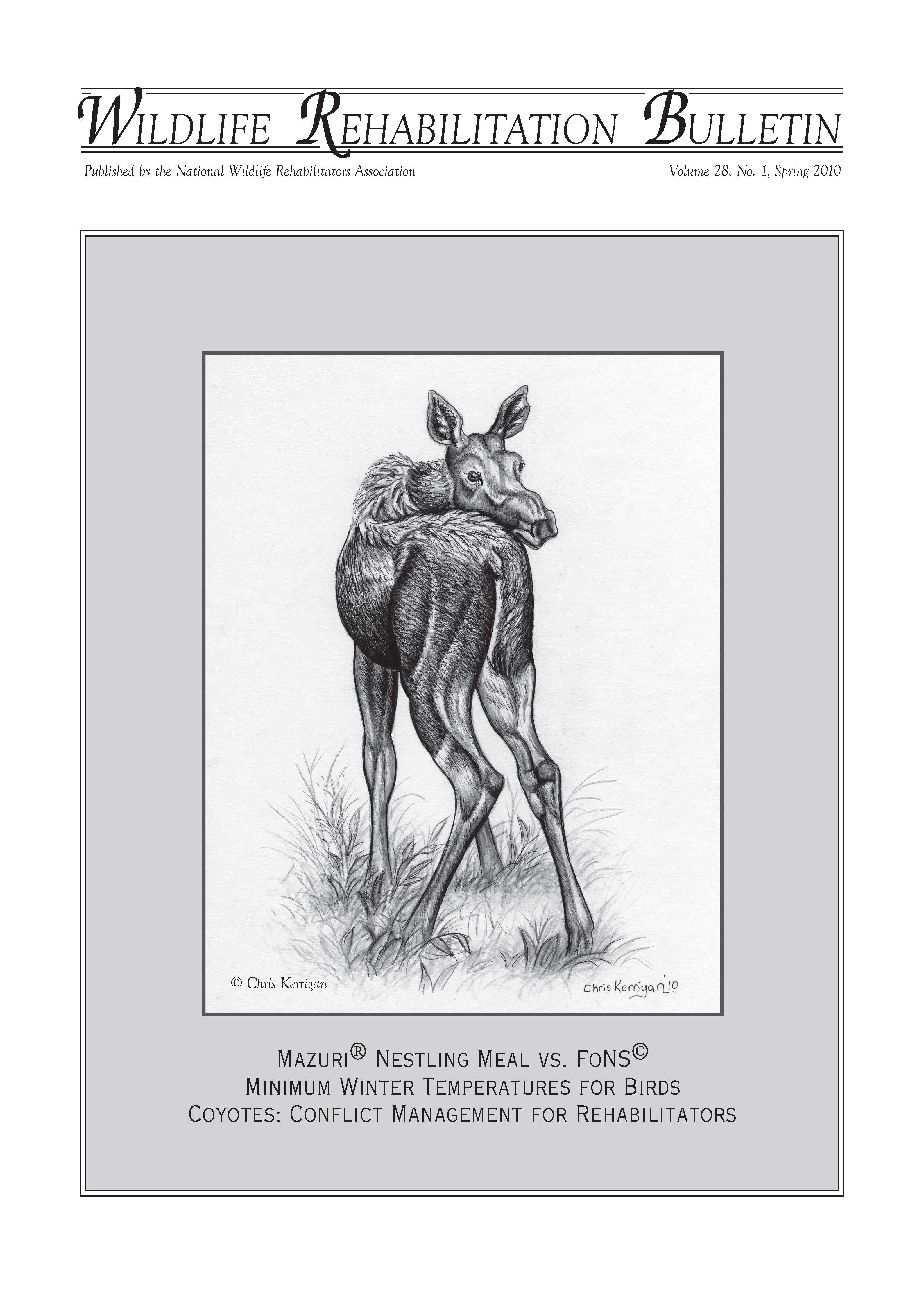 Juvenile moose (Alces alces). Artwork by Chris Kerrigan